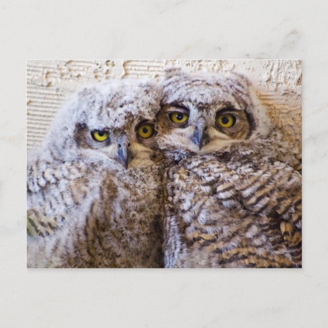 Cartão Postal BFF - Melhores Amigos para Sempre (Frente)