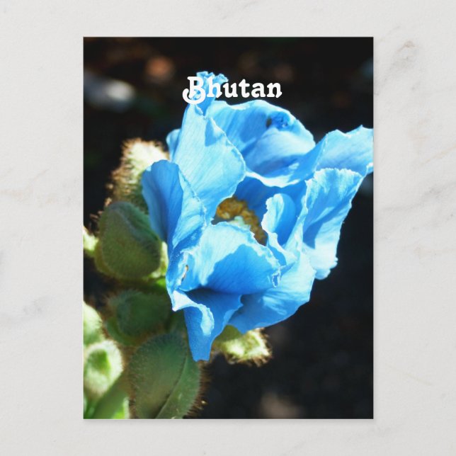 Cartão Postal Bhutan Blue Poppy (Frente)
