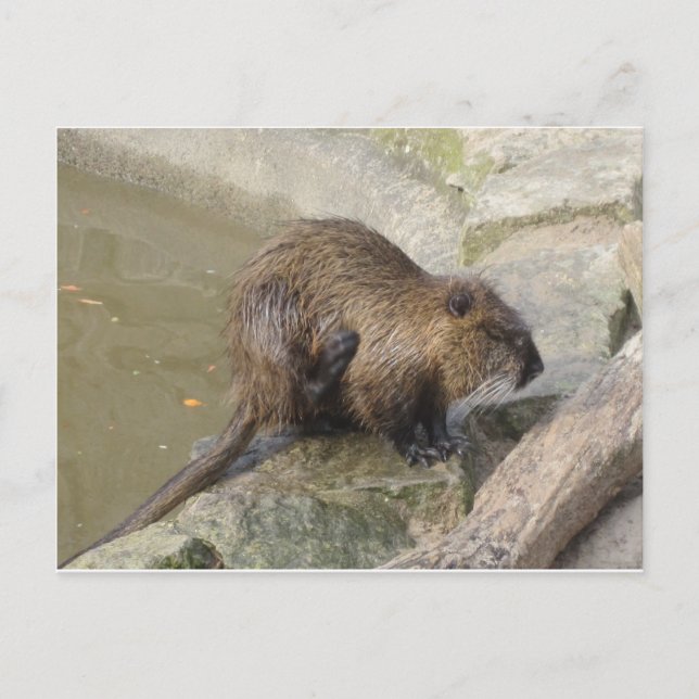 Cartão Postal Biber (Frente)