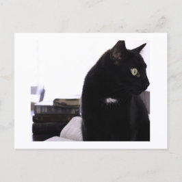Cartão Postal Bibles and Black Cat Postcard Print by JH Thornton