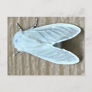 Cartão Postal Bicho da Mariposa Branca