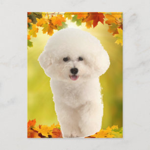Cartão Postal Bichon Frise