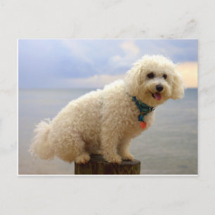 Cartão Postal Bichon Frise
