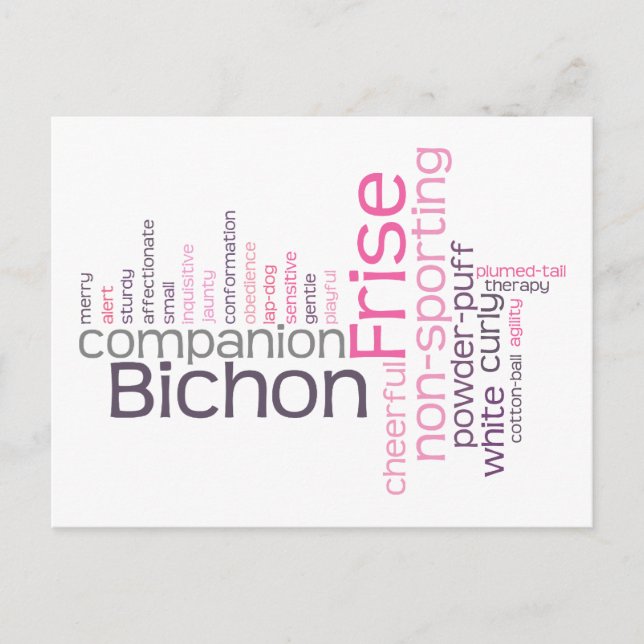 Cartão Postal Bichon Frisé (Frente)