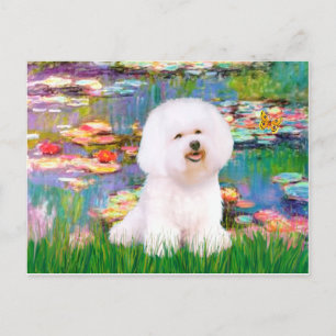 Cartão Postal Bichon Frise 1 - Lírios 2