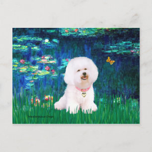 Cartão Postal Bichon Frise 1 - Lírios #5