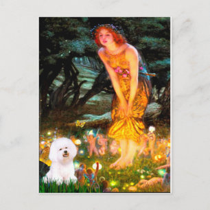 Cartão Postal Bichon Frise 1 - Véspera de Meados