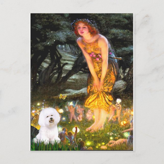 Cartão Postal Bichon Frise 1 - Véspera de Meados (Frente)