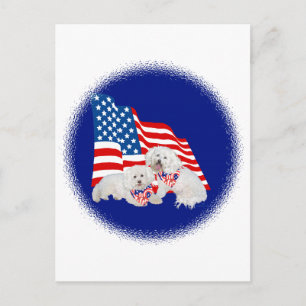 Cartão Postal Bichon Frise Bandeira Americana