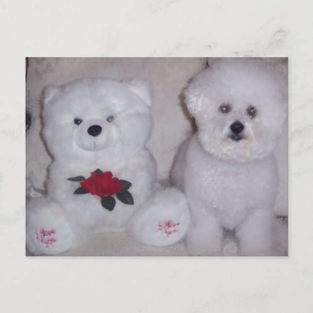 Cartão Postal Bichon frise com ursinho branco. (Frente)