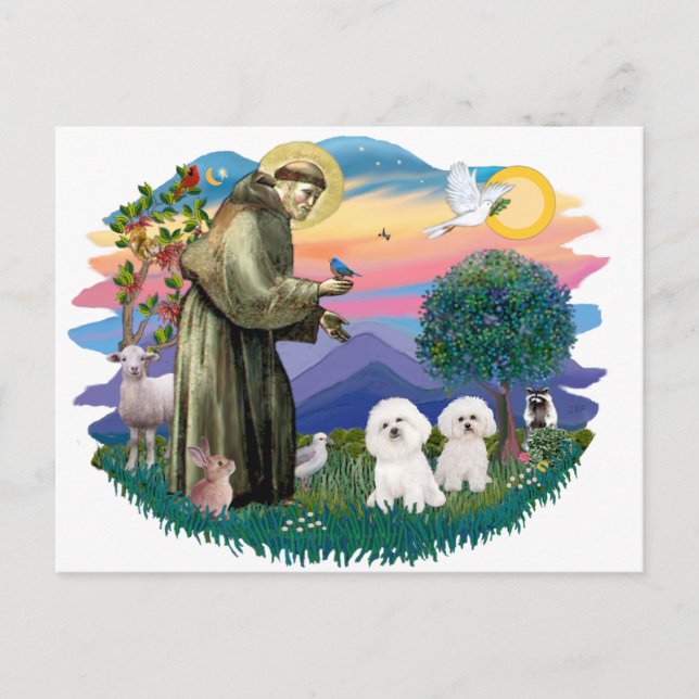 Cartão Postal Bichon Frise (dois) (Frente)