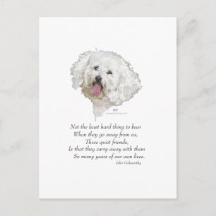 Cartão Postal Bichon Frise Ponte do Arco-íris