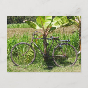 Cartão Postal Bicicleta em bananeira
