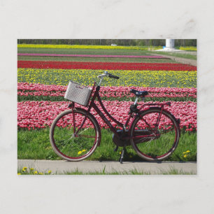 Cartão postal Bicicleta no Campo Tulips
