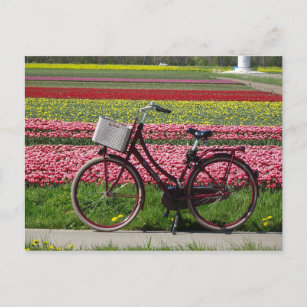 Cartão postal Bicicleta no Campo Tulips