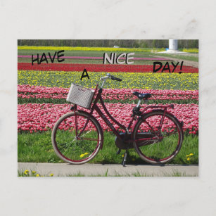 Cartão Postal Bicicleta no campo Tulips tem um Cartão-Postal de 