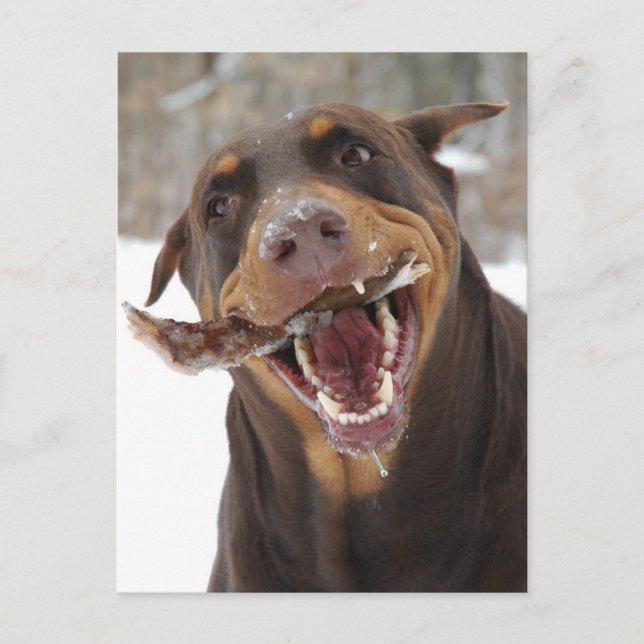 Cartão Postal bico (Frente)