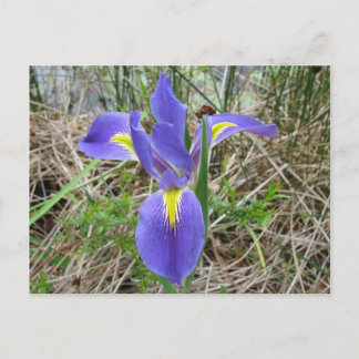 Cartão Postal Big Blue Louisiana Iris