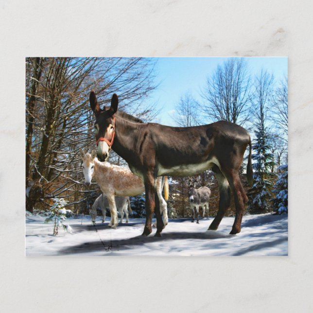 Cartão Postal "Big Boy & Company" (Frente)