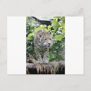 Cartão Postal Big Cat Jaguar