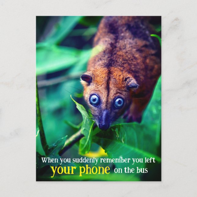 Cartão Postal Big Eyed Possum (Frente)