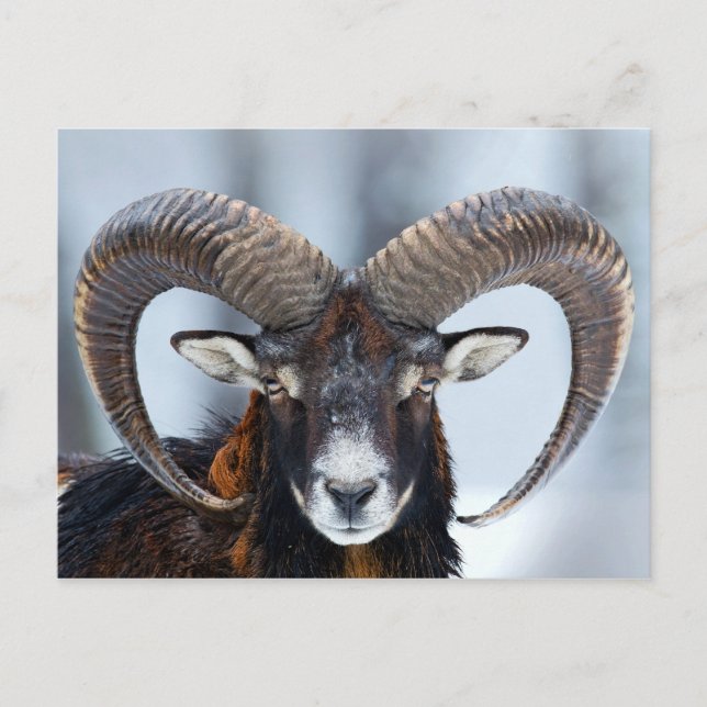 Cartão Postal Big Horn Ram Sheep - Mouflon (Frente)