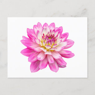 Cartão Postal Big Pink Dahlia