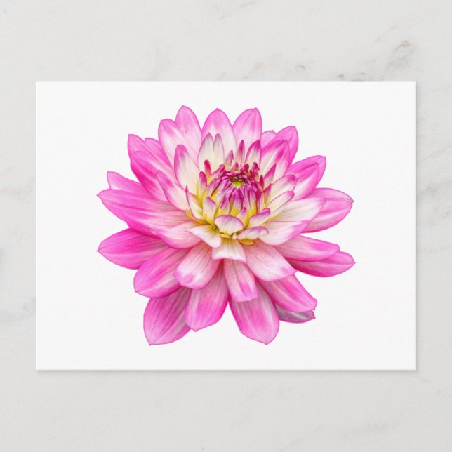 Cartão Postal Big Pink Dahlia (Frente)