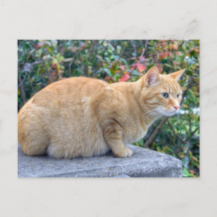 Cartão Postal Big Red Tabby