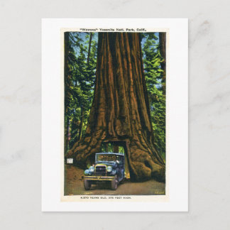 Cartão Postal Big Tree Wawona, Mariposa Grove, CA