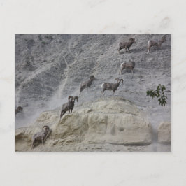 Cartão Postal Bighorn Mountain Sheep