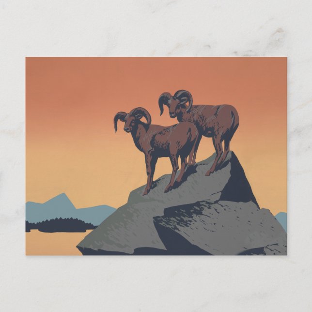 Cartão Postal Bighorn Sheep American West Willife (Frente)