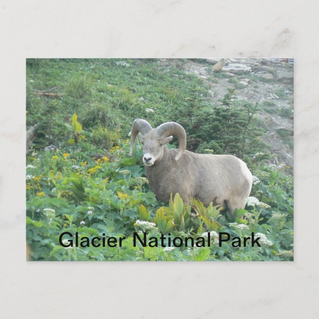 Cartão Postal Bighorn Sheep No Glacier Natl Park (Frente)