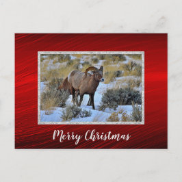 Cartão Postal Bighorn Sheep Snow Foto de Natal