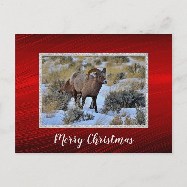 Cartão Postal Bighorn Sheep Snow Foto de Natal (Frente)