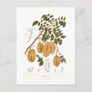 Cartão Postal Bilimbi