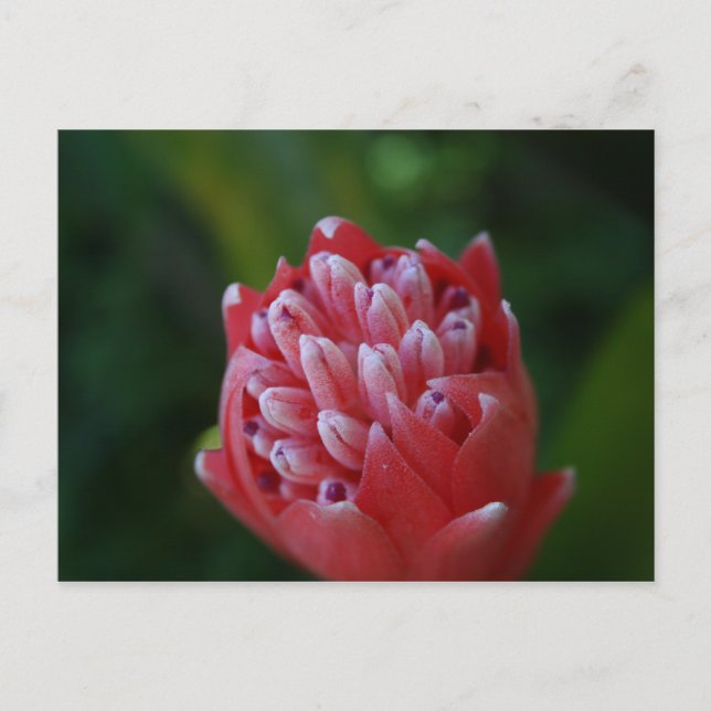 Cartão Postal Billbergia Bromeliad (Frente)