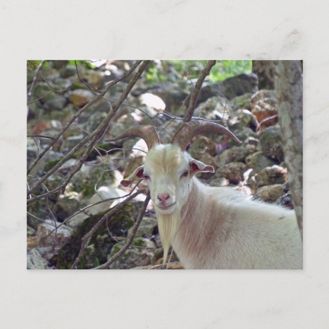 Cartão Postal Billy Goat (Frente)