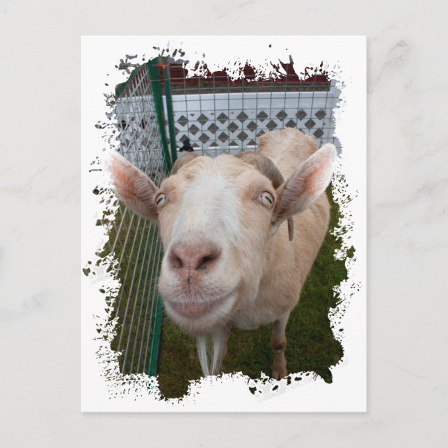Cartão Postal Billy Goat (Frente)
