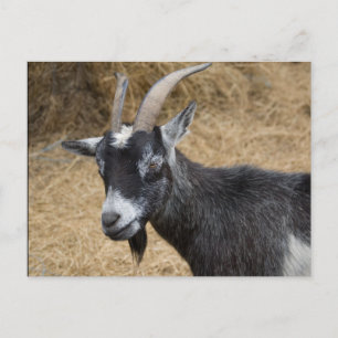 Cartão Postal Billy Goat preto e branco