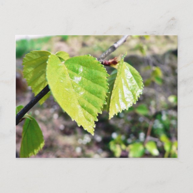 Cartão Postal Birch deixa folhas verdes (Frente)