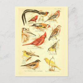 Cartão Postal Bird Ephemera Decoupage Cardinal Vintage Art