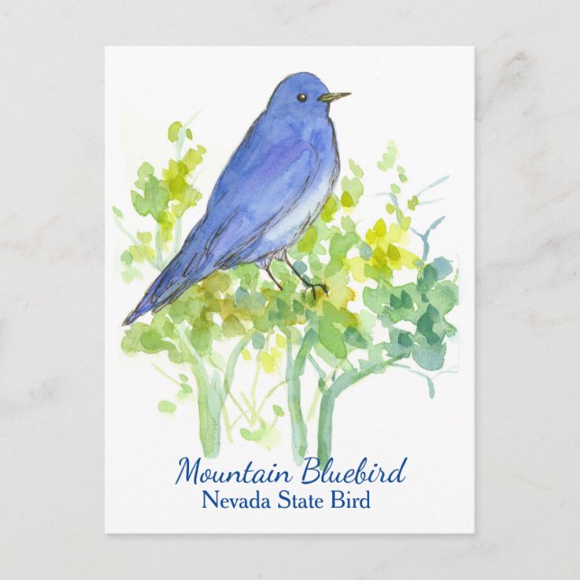 Cartão Postal Bird Mountain Bluebird do Estado de Nevada (Frente)