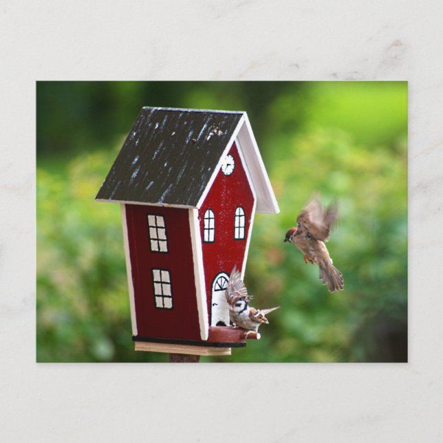 Cartão Postal BirdHouse/Fågelhus (Frente)