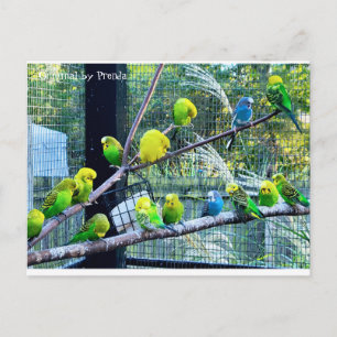Cartão Postal Birdies