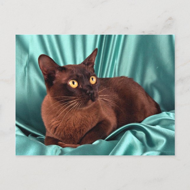 Cartão Postal birmanês, castanho (Frente)