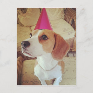Cartão postal Birthday Beagle