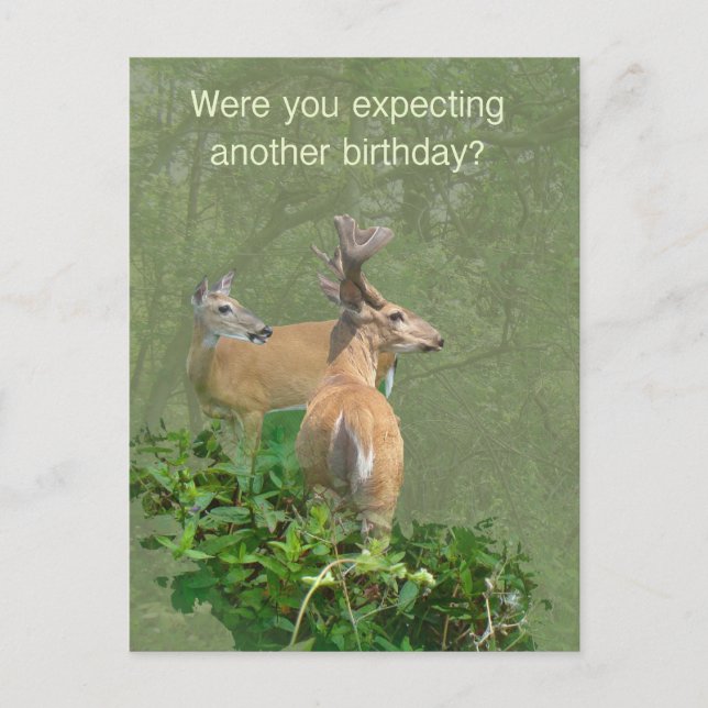 Cartão Postal Birthday Whitetail Deer Buck & Doe (Frente)