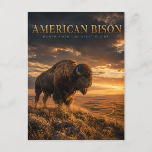 Cartão Postal Bisão Americano Grandes Planícies ANIMAIS