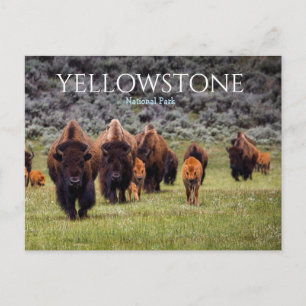 Cartão Postal Bisão Búfalo do Parque Nacional de Yellowstone